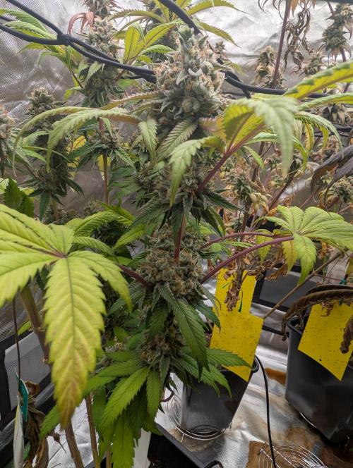 raisin. Week 18