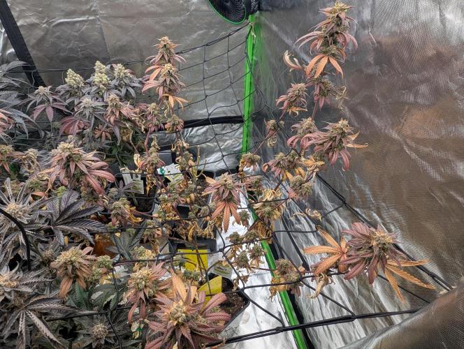 Big Blackberry. Week 19