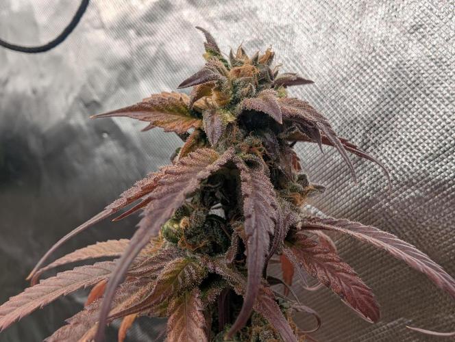 Big Blackberry. Week 19