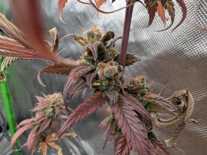 Big Blackberry. Week 19