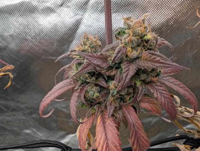 Big Blackberry. Week 19