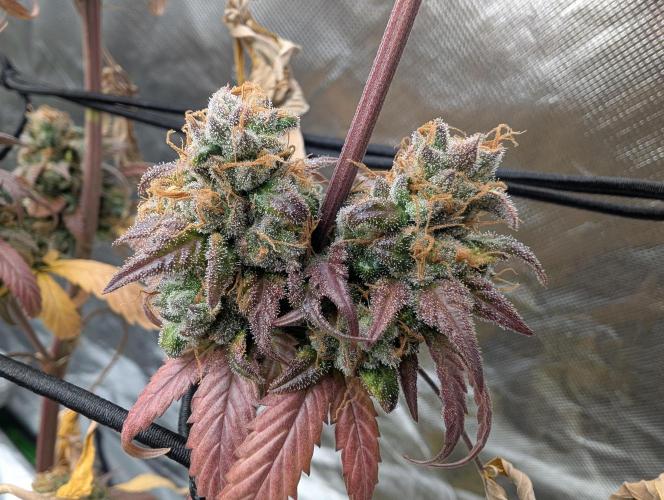 Big Blackberry. Week 19