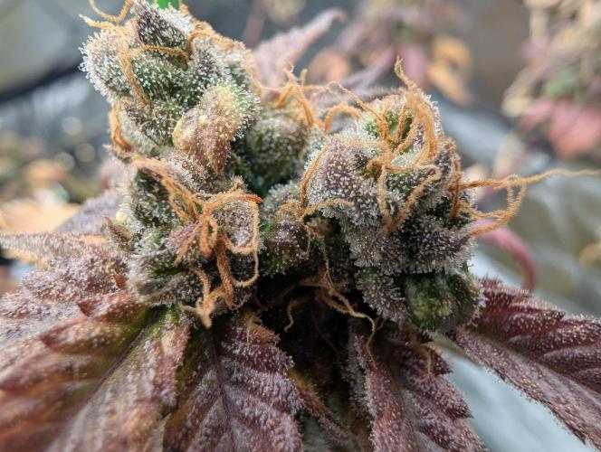 Big Blackberry. Week 19