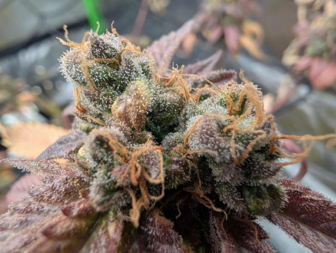 Big Blackberry. Week 19