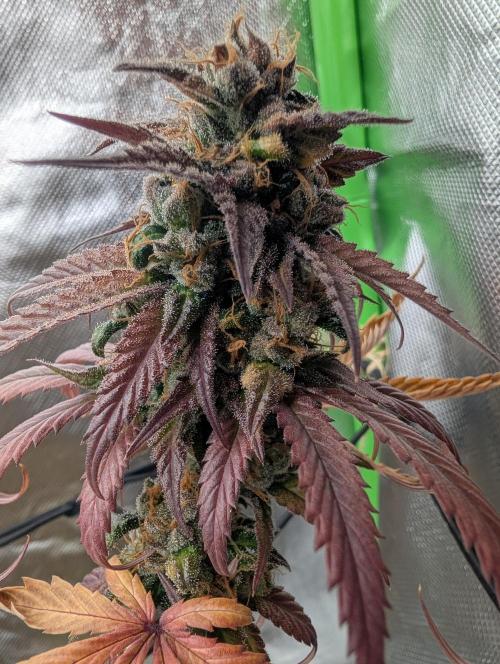 Big Blackberry. Week 19
