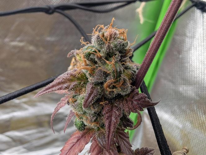 Big Blackberry. Week 19