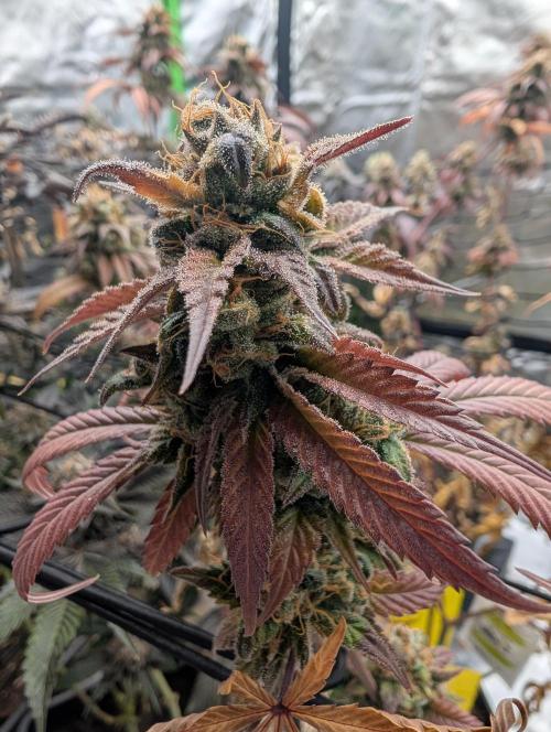 Big Blackberry. Week 19