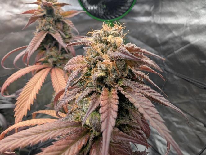 Big Blackberry. Week 19