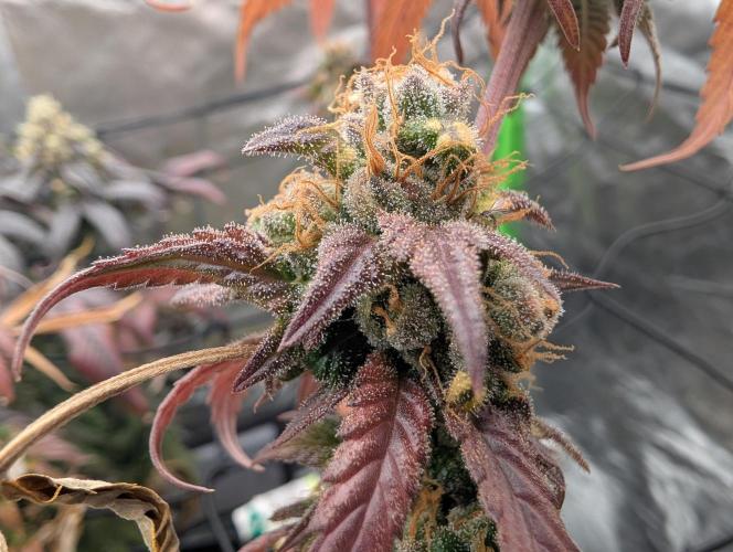 Big Blackberry. Week 19