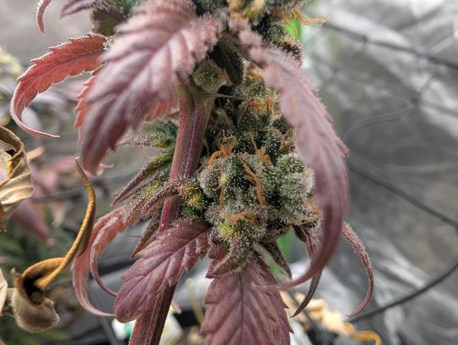 Big Blackberry. Week 19