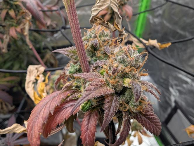Blackberry Herer. Week 19