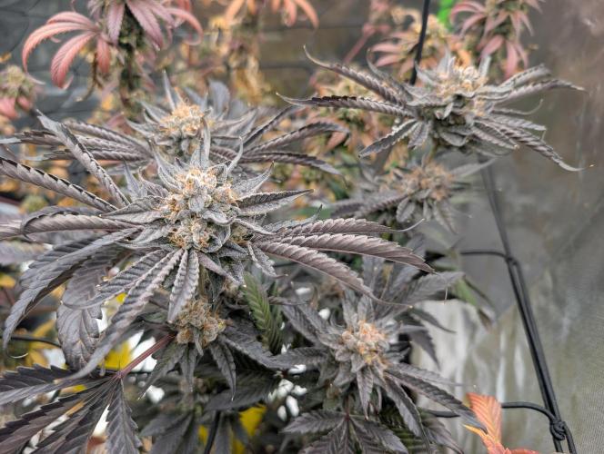 double cherry. Week 19