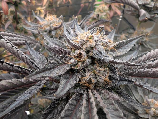 double cherry. Week 19