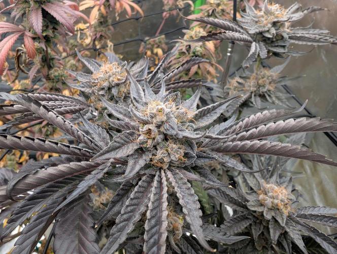 double cherry. Week 19