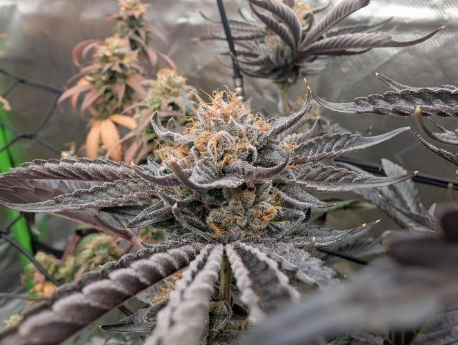 double cherry. Week 19