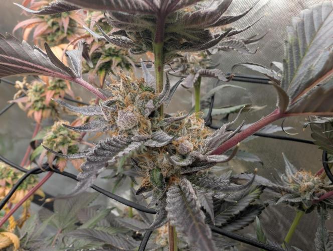 double cherry. Week 19