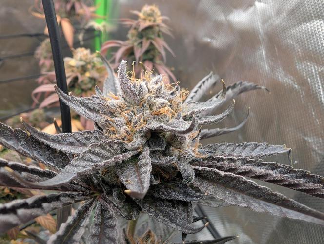 double cherry. Week 19