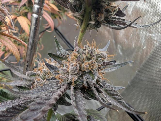 double cherry. Week 19