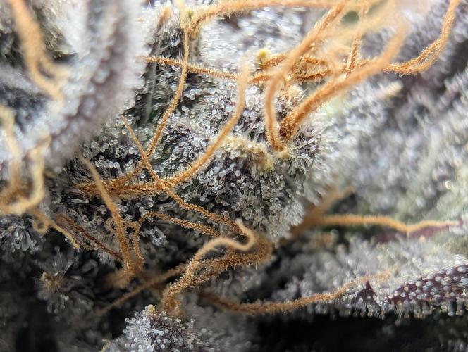 double cherry. Week 19