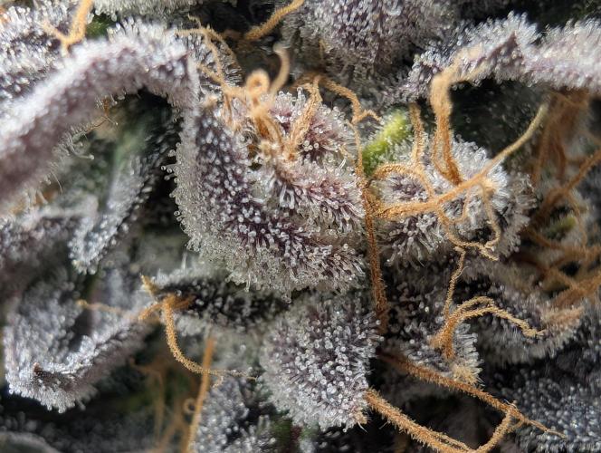 double cherry. Week 19