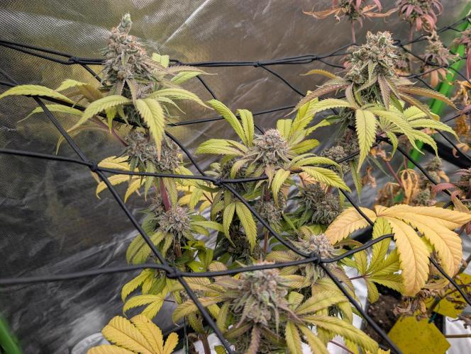 raisin. Week 19