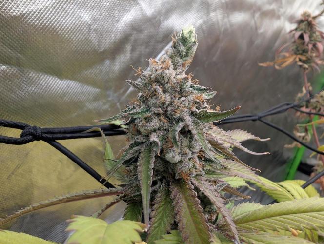 raisin. Week 19