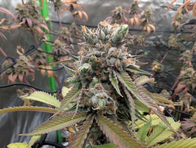raisin. Week 19