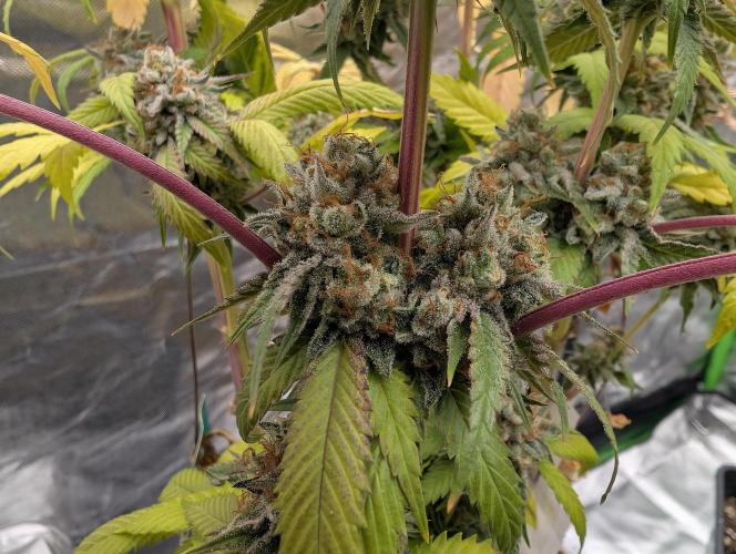 raisin. Week 19