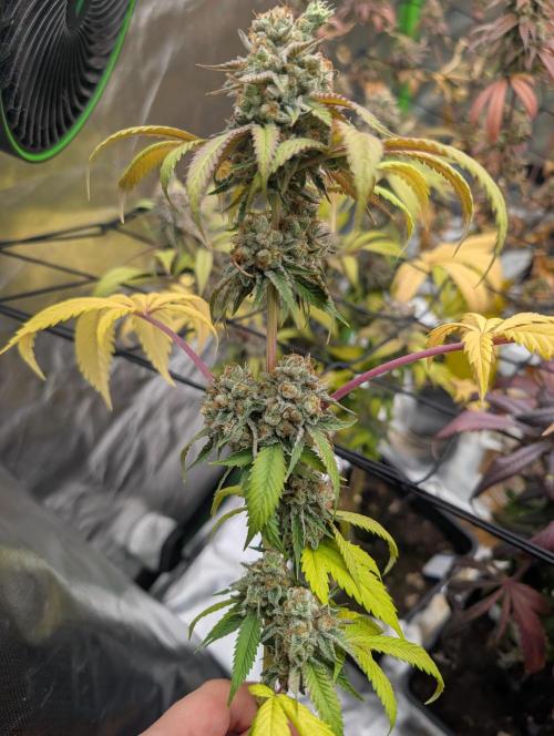 raisin. Week 19