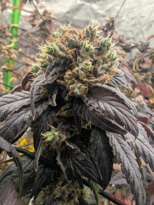 B B B. Week 19