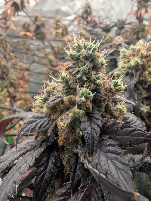 B B B. Week 19