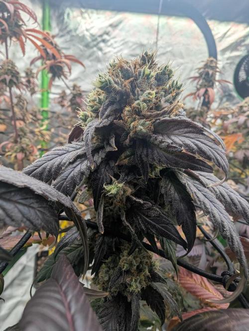 B B B. Week 19