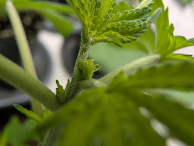 Monkey Venom. Week 4 - D24