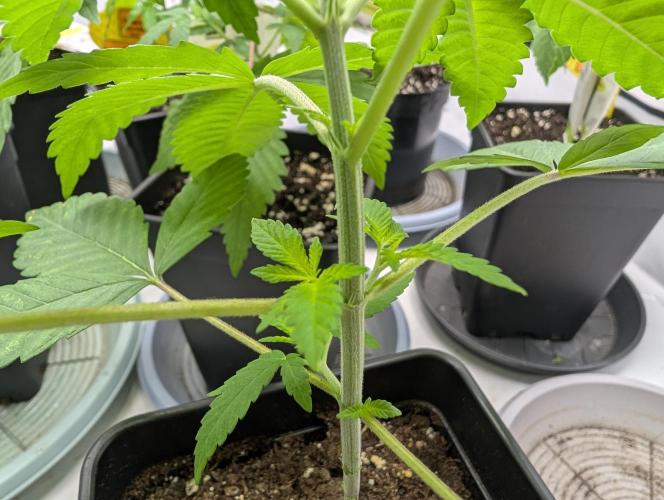 Monkey Venom. Week 4 - D24