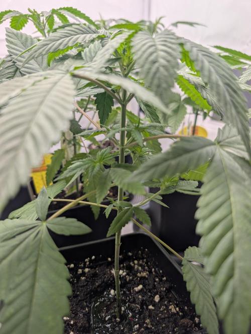 Monkey Venom. Week 4 - D29