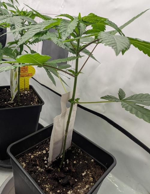 Lovely Z. Week 4 - D29
