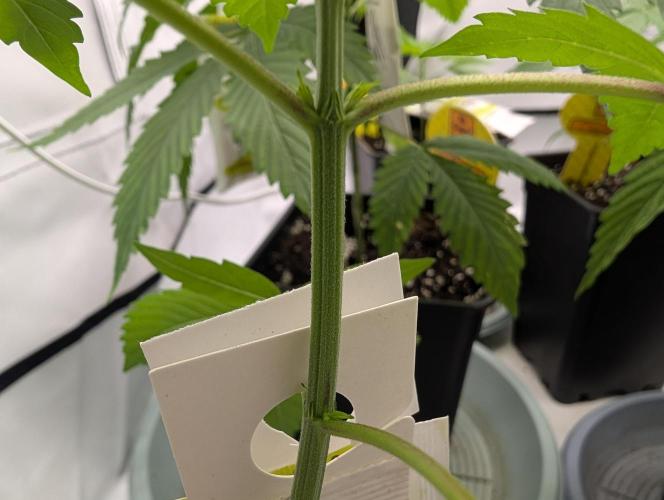 Pink Gelato 🍦😋. Week 4 - D24