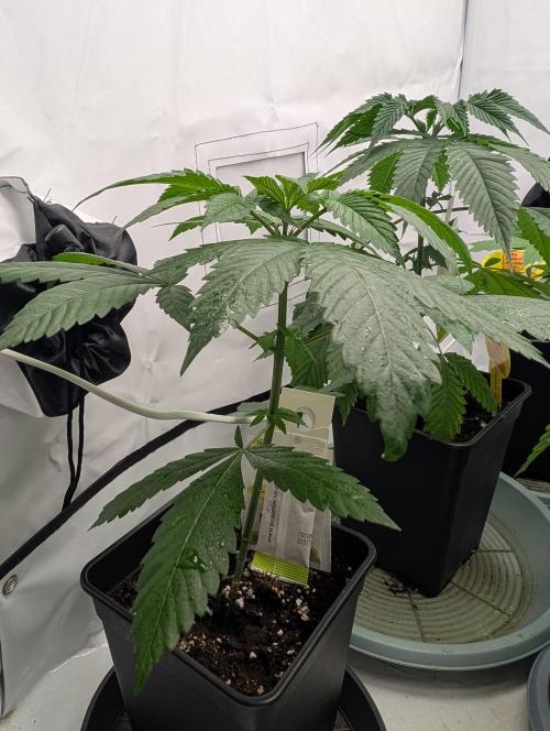 Pink Gelato 🍦😋. Week 4 - D29