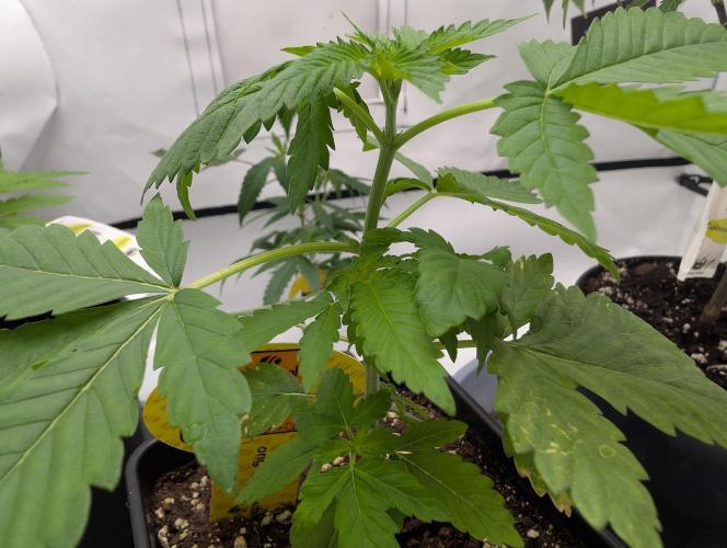 Zazatsu. Week 4 - D24