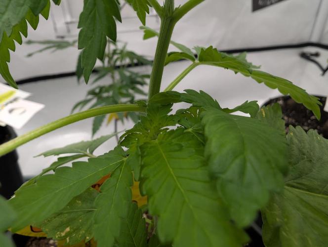 Zazatsu. Week 4 - D24