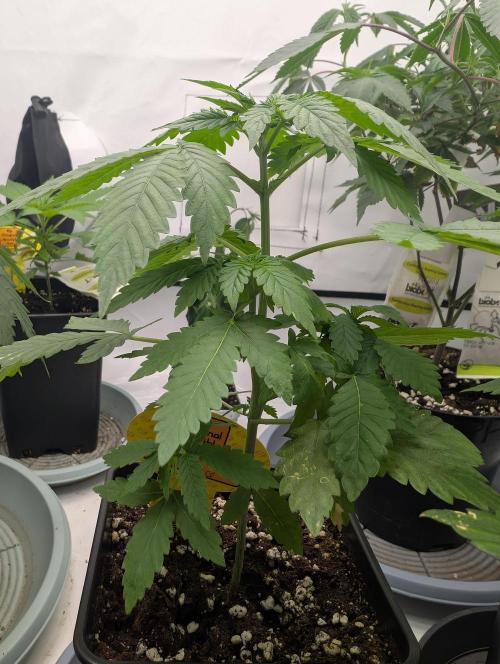 Zazatsu. Week 4 - D29