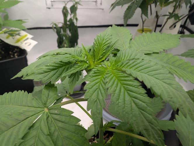 Pure LED Q-V2 320W. Week 4