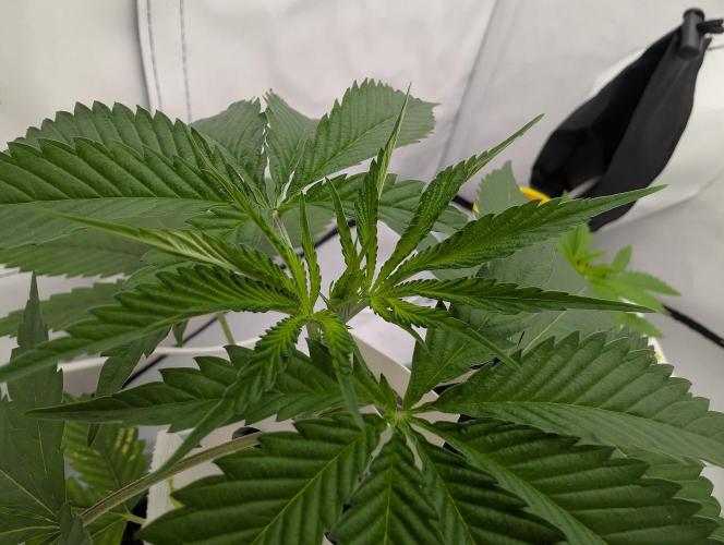 Do Si Tang. Week 4 - D24