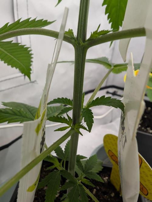 Do Si Tang. Week 4 - D24