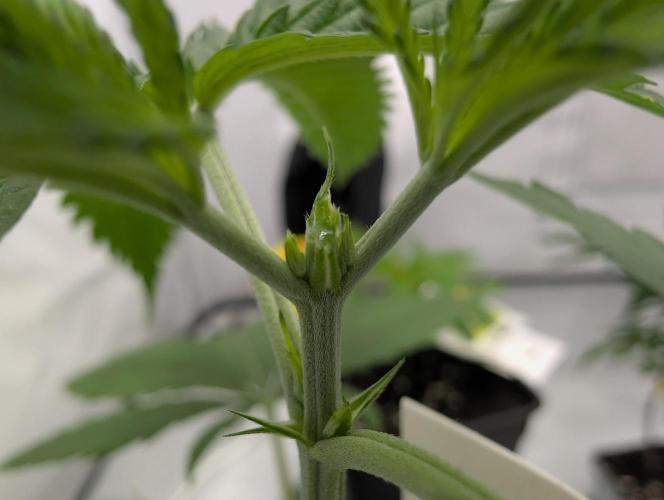 Do Si Tang. Week 4 - D24