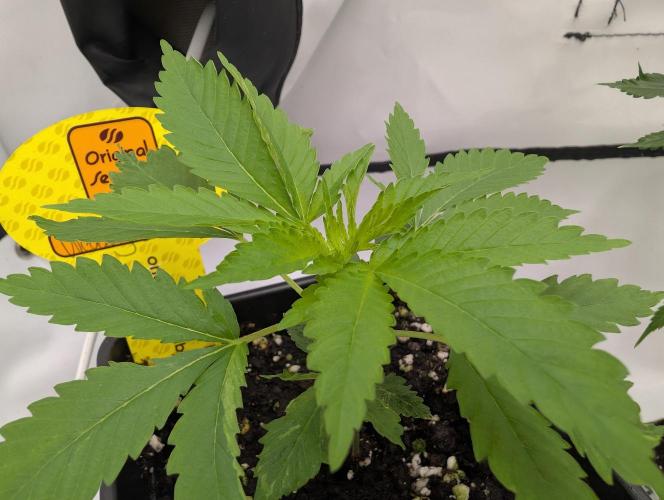 Cant have enough cookies. Week 4 - D24