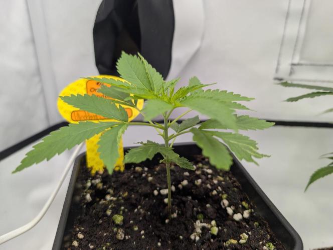Cant have enough cookies. Week 4 - D24