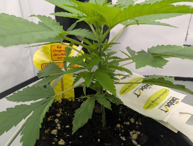 Cant have enough cookies. Week 4 - D29