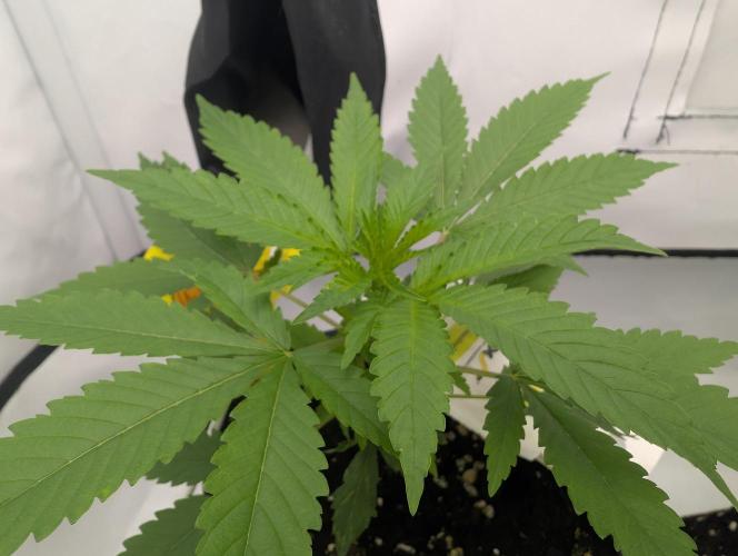 Wedding Cookies. Week 4