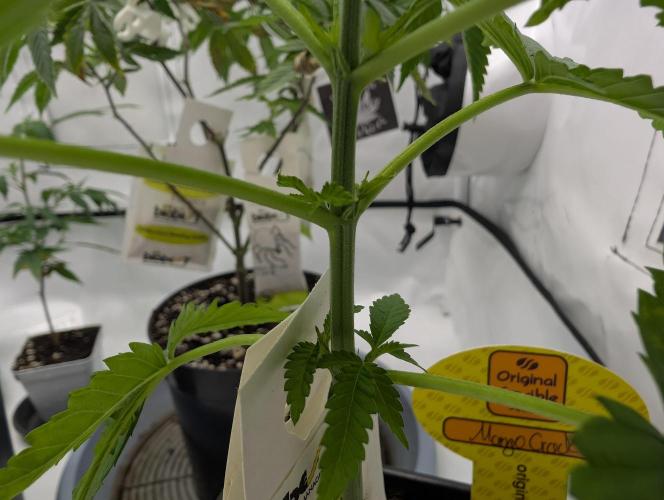 Growing Crack. Week 4 - D24